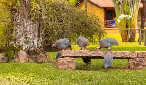 hotel-fazenda-jacauna