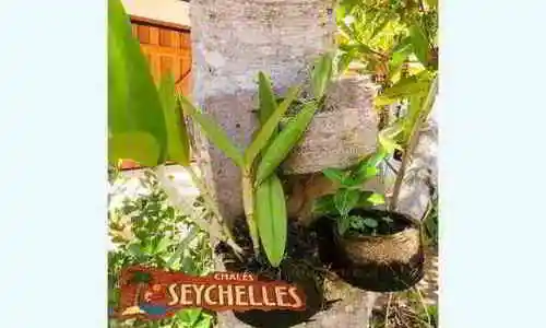 chale-seychelles