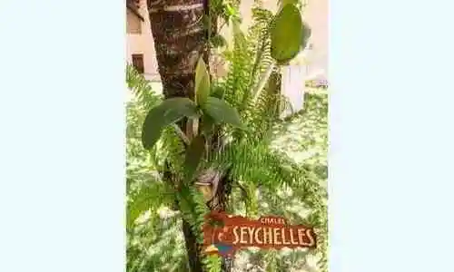 chale-seychelles