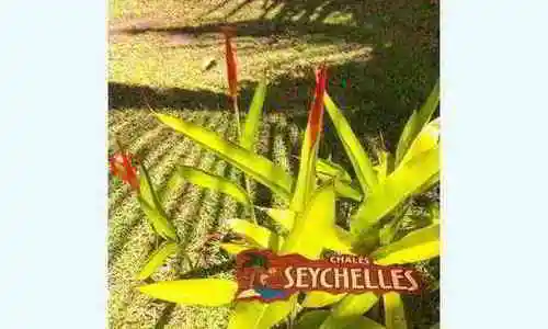 chale-seychelles