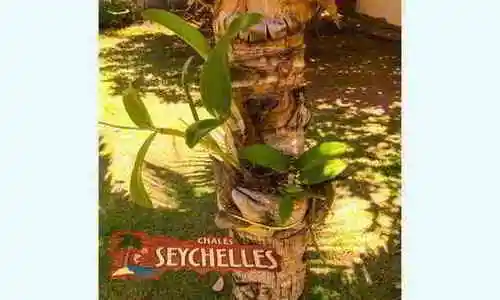 chale-seychelles